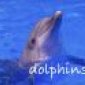 Avatar dolfijn31